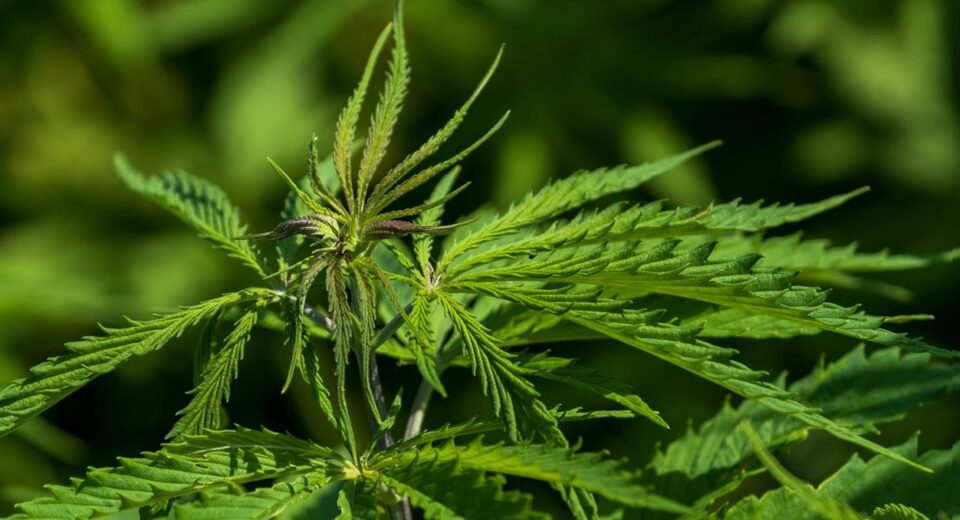 In an age where wellness has become a personal journey, finding brands that prioritize transparency, quality, and natural ingredients is more important than ever. HempLucid is leading the way in redefining wellness, offering plant-based solutions powered by the incredible benefits of hemp. By focusing on the purity of their products, clarity in their processes, and the transformative potential of nature, HempLucid has earned a trusted reputation among health-conscious individuals.