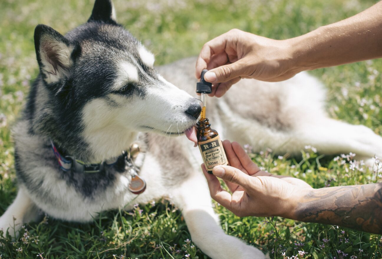 In recent years, pet parents have become more conscious than ever about what goes into their dogs’ bodies. Just like humans, dogs thrive when given high quality, nutrient-rich diets that support long term health not just temporary relief. Enter AlchemyPet, a brand redefining pet wellness by combining scientific innovation with clean, human-grade nutrition.