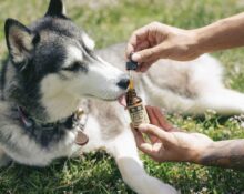 In recent years, pet parents have become more conscious than ever about what goes into their dogs’ bodies. Just like humans, dogs thrive when given high quality, nutrient-rich diets that support long term health not just temporary relief. Enter AlchemyPet, a brand redefining pet wellness by combining scientific innovation with clean, human-grade nutrition.