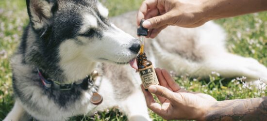 In recent years, pet parents have become more conscious than ever about what goes into their dogs’ bodies. Just like humans, dogs thrive when given high quality, nutrient-rich diets that support long term health not just temporary relief. Enter AlchemyPet, a brand redefining pet wellness by combining scientific innovation with clean, human-grade nutrition.