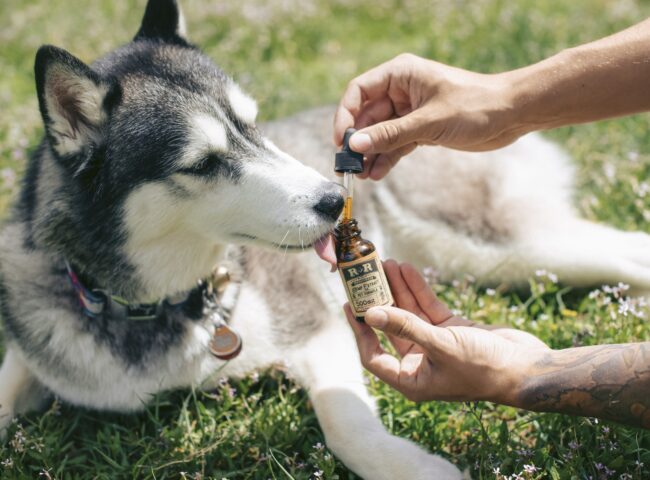 In recent years, pet parents have become more conscious than ever about what goes into their dogs’ bodies. Just like humans, dogs thrive when given high quality, nutrient-rich diets that support long term health not just temporary relief. Enter AlchemyPet, a brand redefining pet wellness by combining scientific innovation with clean, human-grade nutrition.